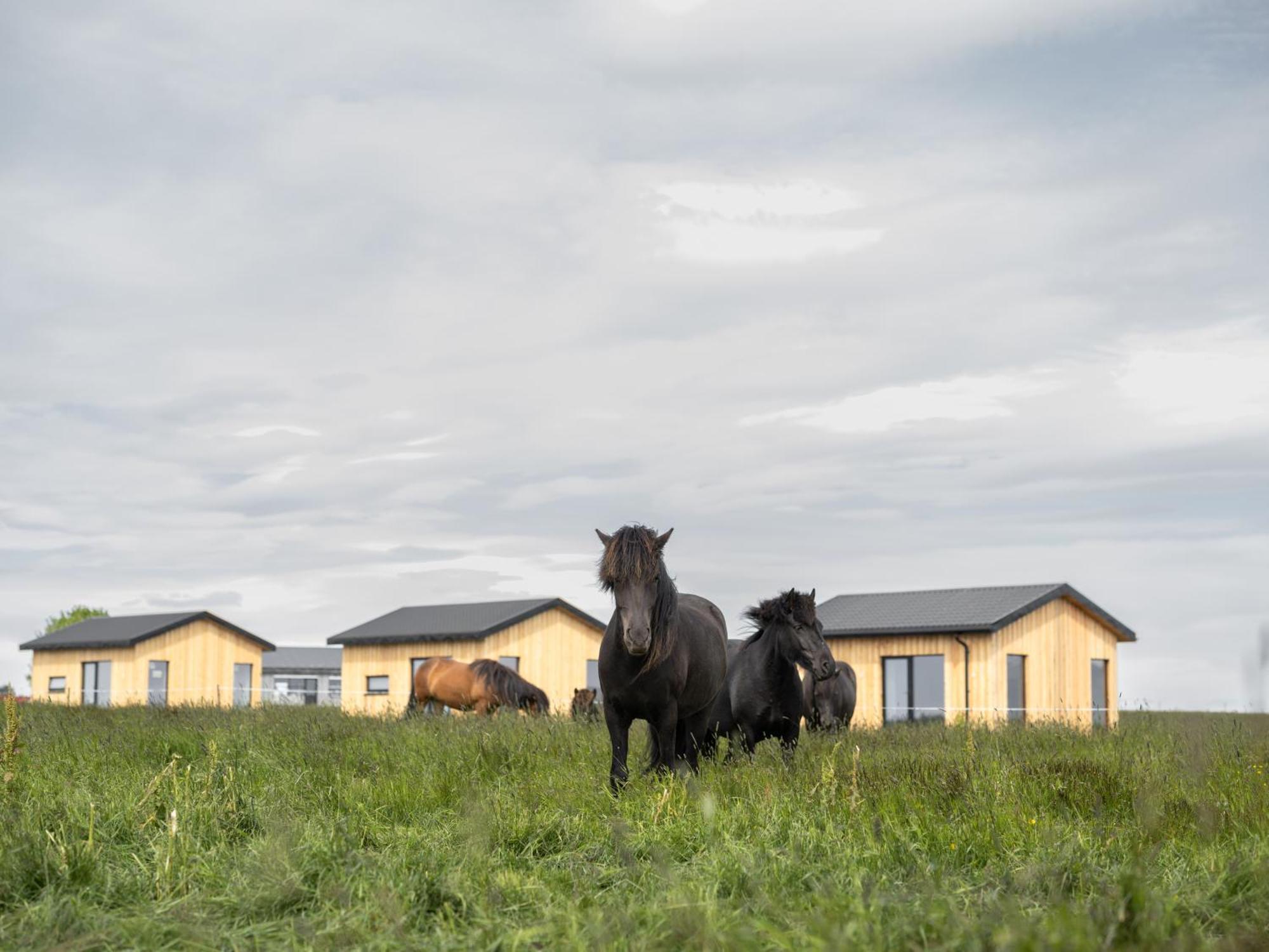 Sleeping With The Horses Apartment Hvolsvollur Ngoại thất bức ảnh